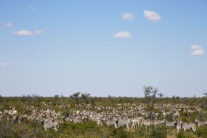Troupeau de zèbres, parc national de Nxai Pan, désert du Kalahari, Afrique