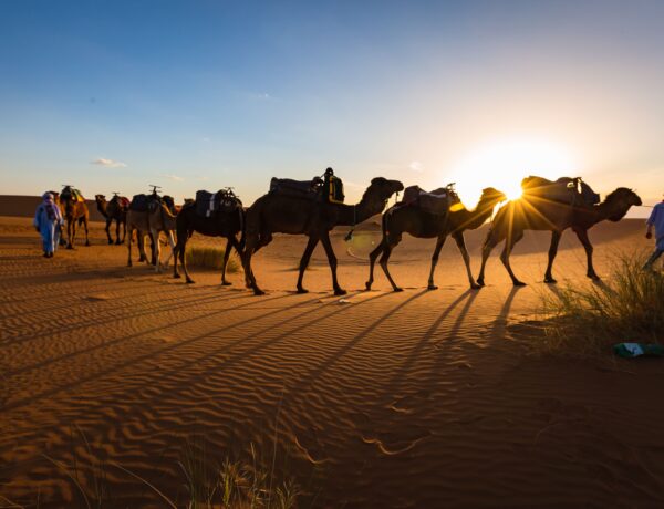 Caravane de chameaux au coucher du soleil Désert du Sahara Maroc