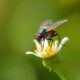 Meilleurs objectifs macro Fuji : guide complet pour des photos saisissantes