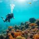 Plongée à La Désirade : explorez les Fonds Marins de Guadeloupe