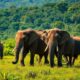 Safari parc de Minneriya : guide complet au Sri Lanka
