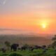 Safari à Wilpattu : explorez les merveilles du Sri Lanka