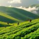 Découverte des plantations de thé au Sri Lanka