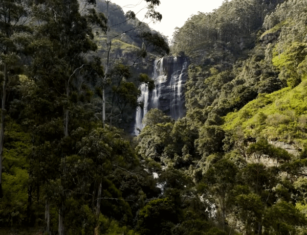 Nuwara Eliya : découvrez la perle des montagnes du Sri Lanka