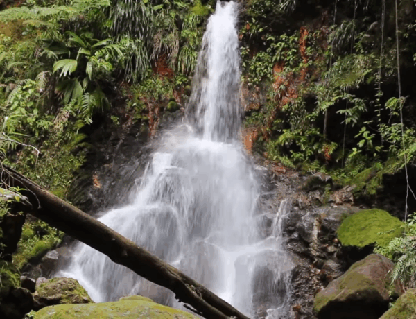 Visiter la cascade de la Parabole en Guadeloupe : guide et conseils