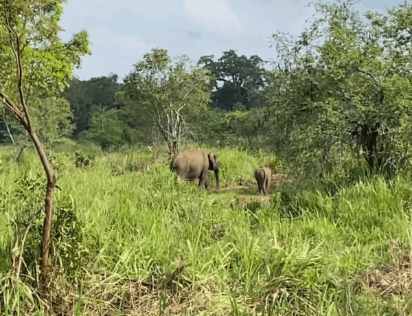 Safari au Sri Lanka : découvrez Hurulu Eco Park
