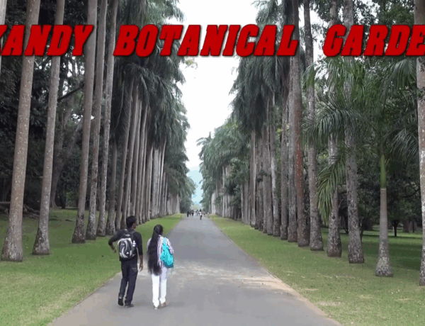 Jardin botanique de Peradeniya