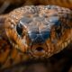attaqué par un cobra, un enfant de deux ans le mord et le tue : un fait divers qui sidère l’inde