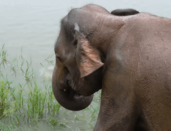 Safari à Uda Walawe : découvrez la Faune du Sri Lanka