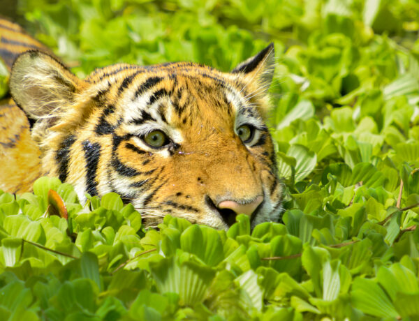 Conseils pour réussir vos photos animalières