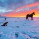 Les animaux du nord-ouest de l'Islande