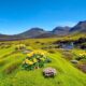 Flore de l'Islande : découvrez la diversité géographique
