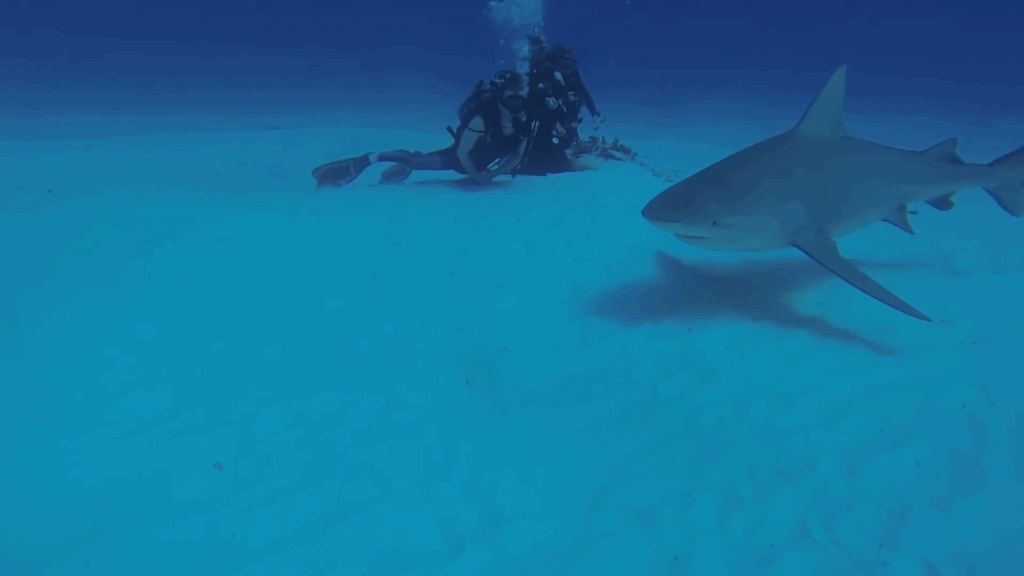 Plongée avec les Requins bouledogue à Playa del Carmen au Mexique