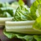 Le chou portugais : définition, préparation et recettes savoureuses