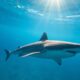 Attaques Mortelles de Requins au Maroc : faut-il S'inquiéter ?