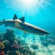 Requins à Madagascar : un trésor méconnu des eaux tropicales