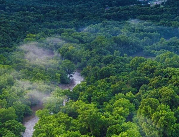 L’Amazonie, ce poumon vert que l’humanité étouffe peu à peu