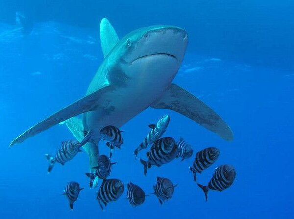 Attaque de requin en Égypte : ce qu'il faut savoir
