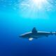 Requins aux Îles Canaries : mythe ou Réalité ?
