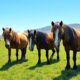 Les chevaux islandais : trésors de l’Islande