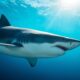 Requins blancs en Méditerranée : mythe ou réalité ?