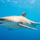 Requin du Brésil : découverte et Habitat